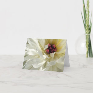 Creamy White Peony Blume mit Pink Stamens Karte