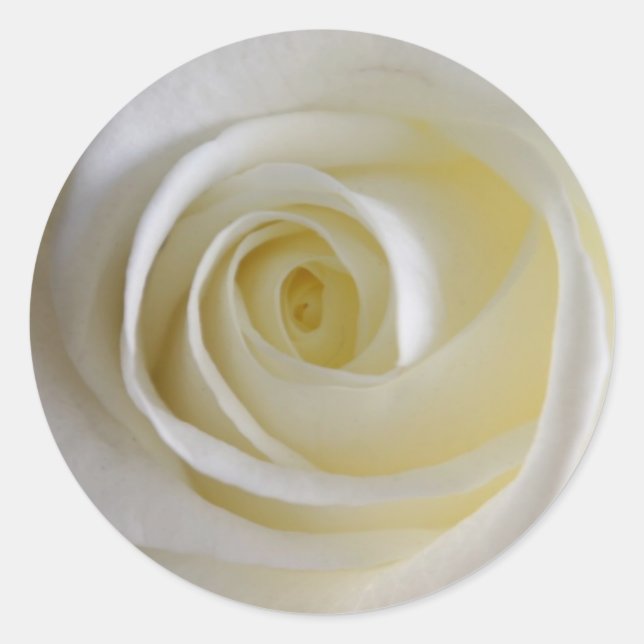 Creamy White Rose Stickers (Vorderseite)