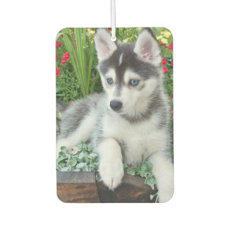 Create Your Own Pet Photo Custom Picture Autolufterfrischer