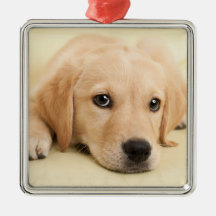 Create Your Own Pet Photo Custom Picture