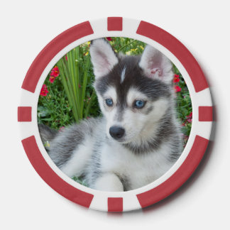 Create Your Own Pet Photo Custom Picture Pokerchips