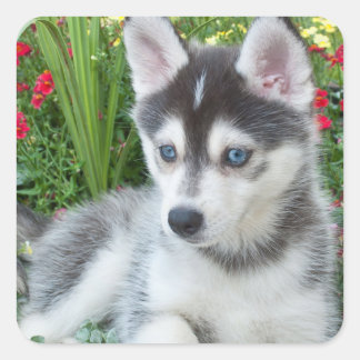 Create Your Own Pet Photo Custom Picture Quadratischer Aufkleber
