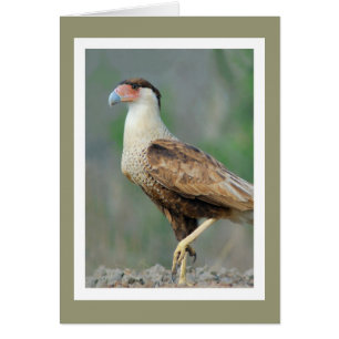 Created Caracara