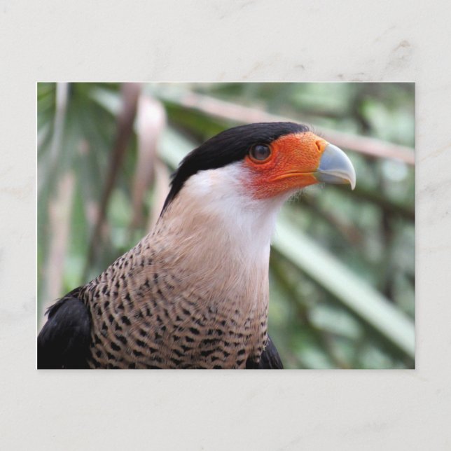 Created Caracara Postcard Postkarte (Vorderseite)