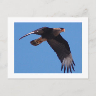 Created Caracara Postkarte