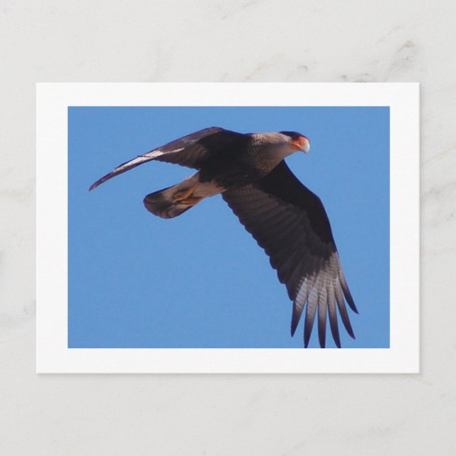 Created Caracara Postkarte (Vorderseite)