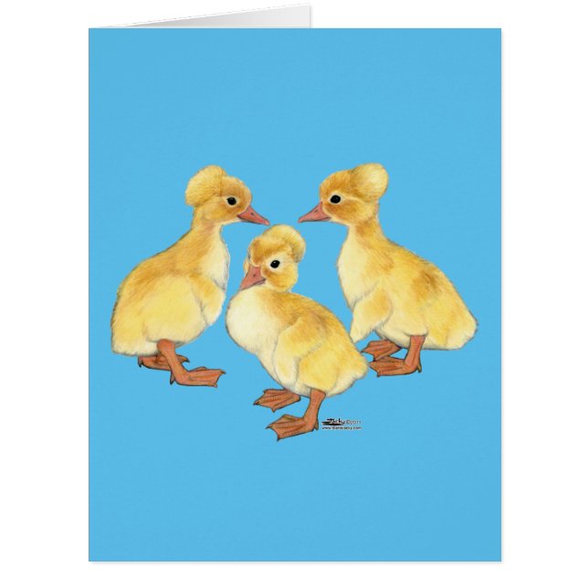 Created White Ducklings (Vorderseite)