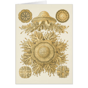 Créatures d'or de mer