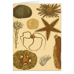 Créatures sous-marines