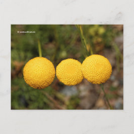 Creeping Gold Buttons Cotula Tiffindell Gold Flown Postkarte