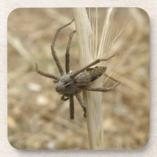 Creepy Crawly Spider Cork Untersetzer
