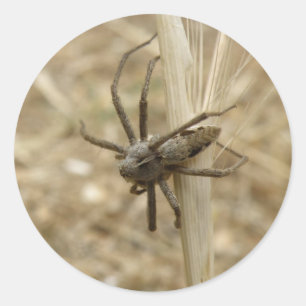 Creepy Crawly Spider Stickers