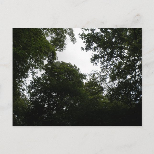 Creepy Forest Postcard Postkarte (Vorderseite)