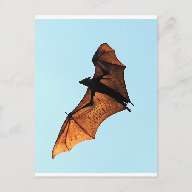 Creepy halloween fox (Fruchtfledermaus) Postkarte (Vorderseite)