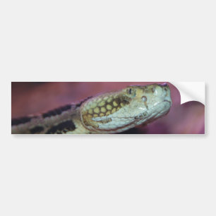 Creepy Snake Autoaufkleber