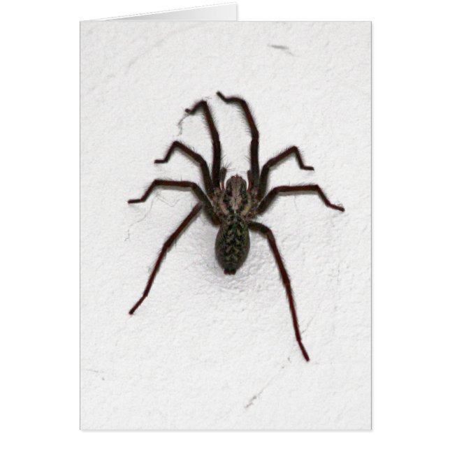 Creepy Spider (Vorne)