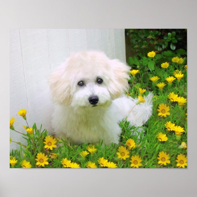 Créer une affiche (Devant)