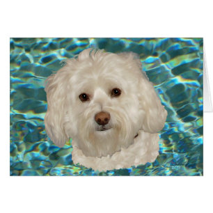 Creme-Havanese mit Türkiswasser