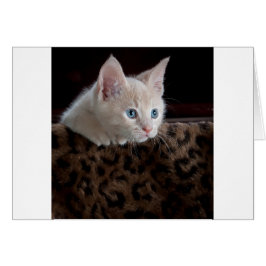 Creme Kitten mit schönen blauen Augen