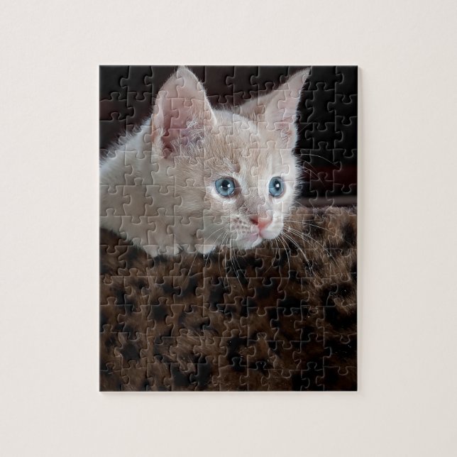 Creme Kitten mit schönen blauen Augen (Vertikal)