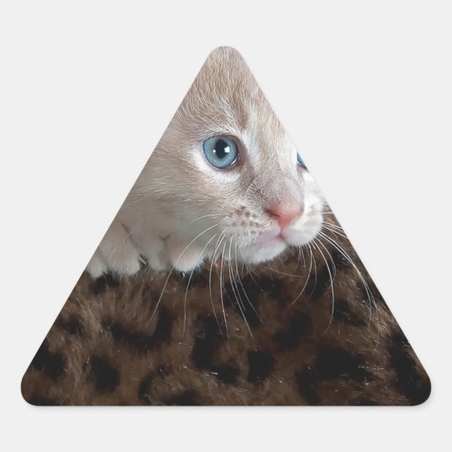 Creme Kitten mit schönen blauen Augen Dreieckiger Aufkleber (Vorderseite)