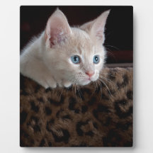 Creme Kitten mit schönen blauen Augen