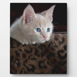 Creme Kitten mit schönen blauen Augen Fotoplatte