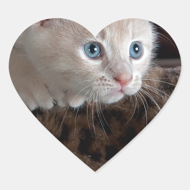 Creme Kitten mit schönen blauen Augen Herz-Aufkleber (Vorderseite)