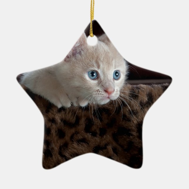 Creme Kitten mit schönen blauen Augen Keramikornament (Vorne)