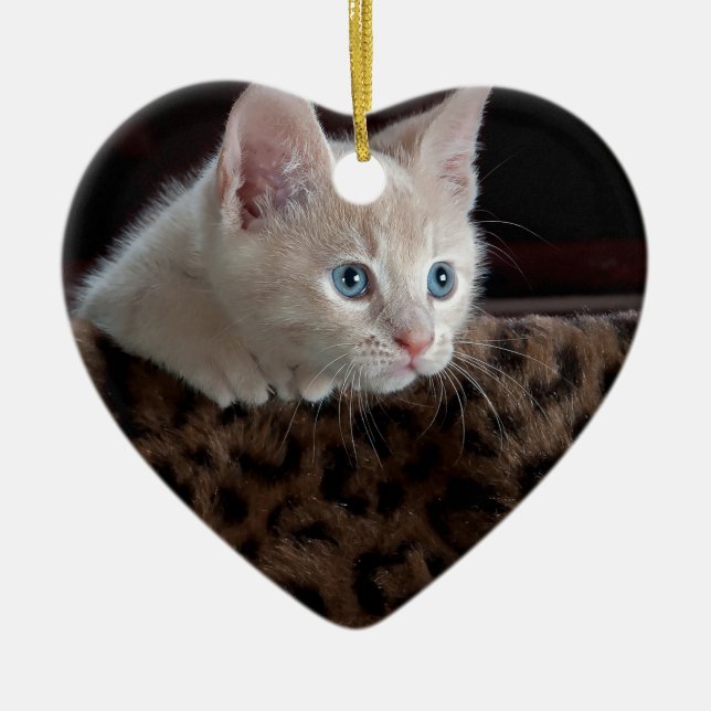 Creme Kitten mit schönen blauen Augen Keramikornament (Vorne)