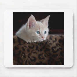 Creme Kitten mit schönen blauen Augen Mousepad