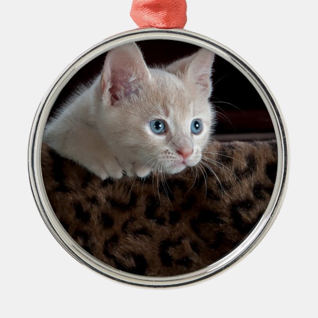 Creme Kitten mit schönen blauen Augen Ornament Aus Metall (Vorne)