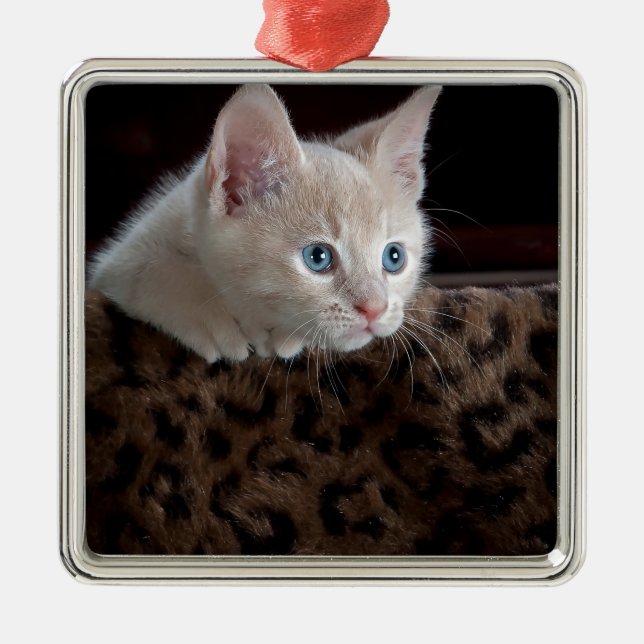Creme Kitten mit schönen blauen Augen Ornament Aus Metall (Vorne)