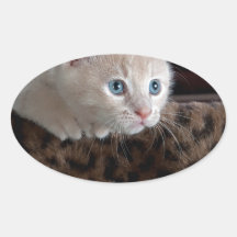 Creme Kitten mit schönen blauen Augen