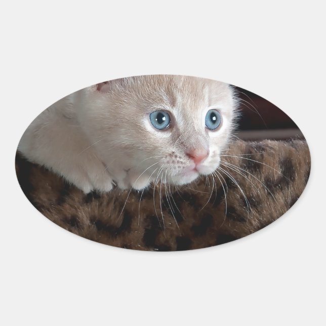 Creme Kitten mit schönen blauen Augen Ovaler Aufkleber (Vorderseite)