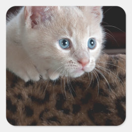 Creme Kitten mit schönen blauen Augen Quadratischer Aufkleber