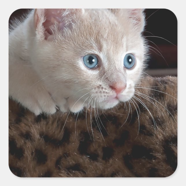 Creme Kitten mit schönen blauen Augen Quadratischer Aufkleber (Vorderseite)