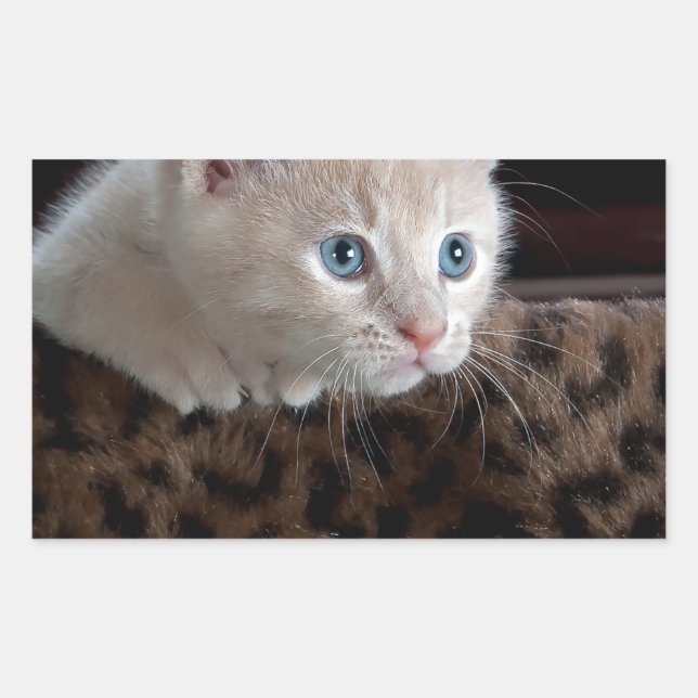 Creme Kitten mit schönen blauen Augen Rechteckiger Aufkleber (Vorderseite)