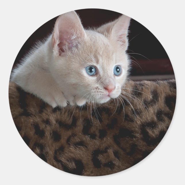 Creme Kitten mit schönen blauen Augen Runder Aufkleber (Vorderseite)