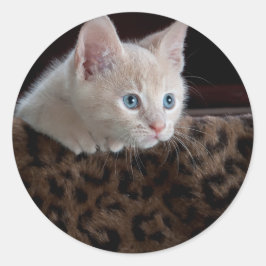 Creme Kitten mit schönen blauen Augen Runder Aufkleber