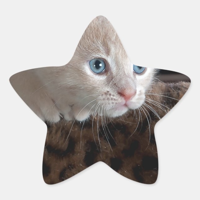 Creme Kitten mit schönen blauen Augen Stern-Aufkleber (Vorderseite)