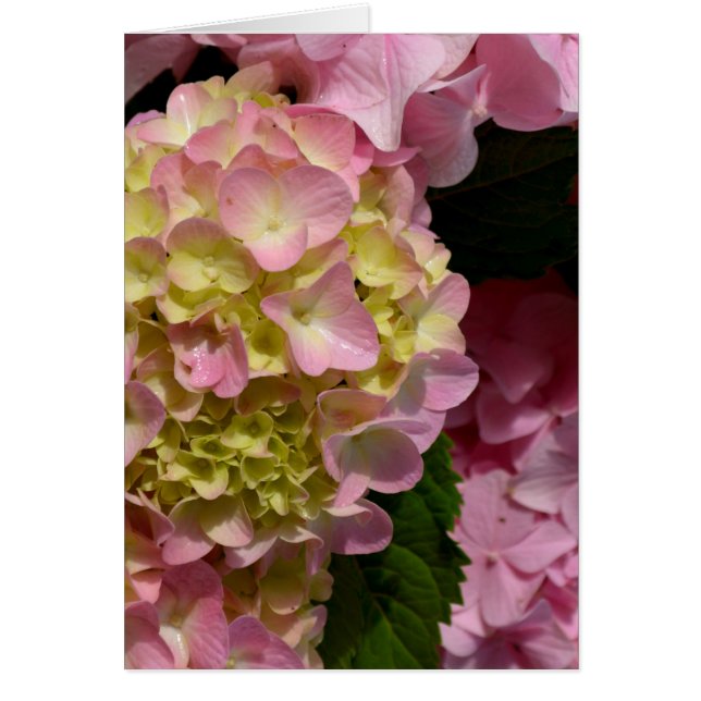 Crème rose Hydrangeas jaune rose vert floral (Devant)
