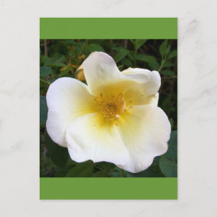 Creme-Rose Postkarte