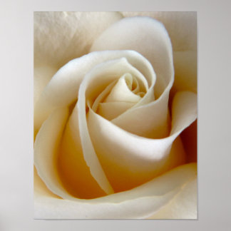 Creme Rose Wedding Foto Poster