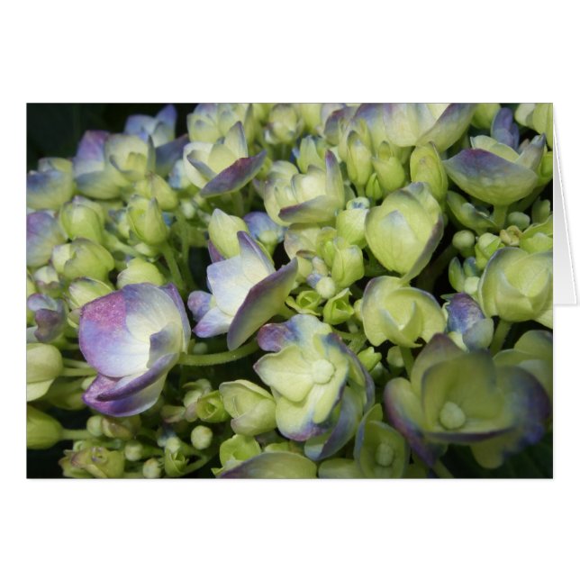 Creme und Lila Hydrangea (Vorderseite (Horizontal))