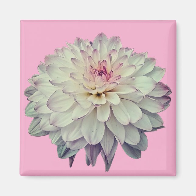 Creme und rosa Blume Magnet (Vorne)