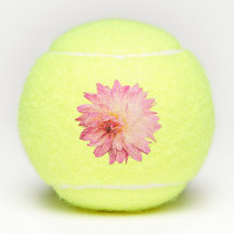 Creme und rosa Blume