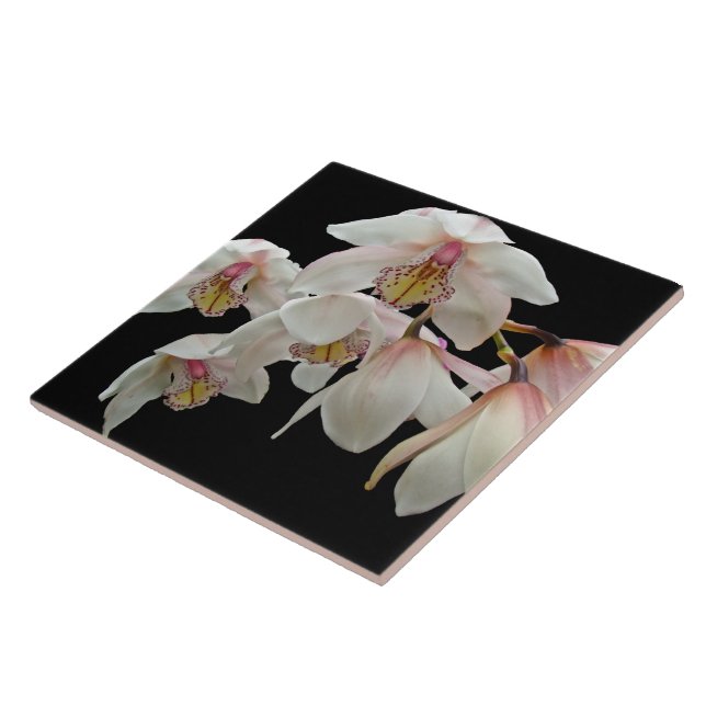 Creme und rosa Orchideen auf schwarz Fliese (Seite)