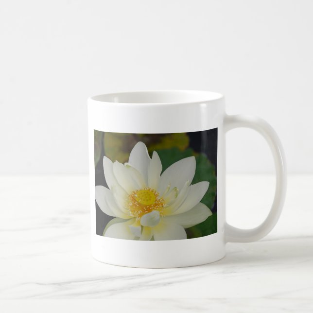 Creme Water Lily02.JPG Kaffeetasse (Rechts)