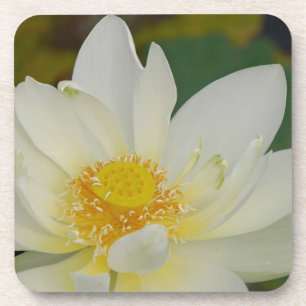 Creme Water Lily02.JPG Untersetzer